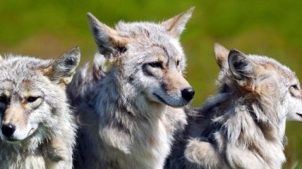 Чешским фермерам в борьбе с волками помогут собаки-волкодавы
