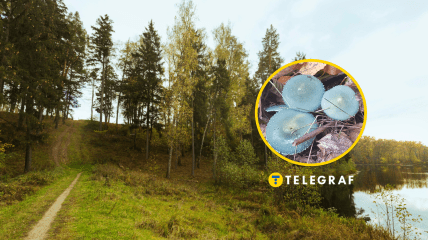 Гриб строфария сине-зеленая