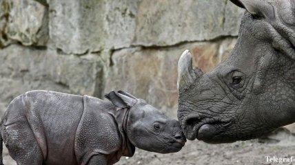 В бельгийском зоопарке носорогам обрежут рога для защиты от браконьеров