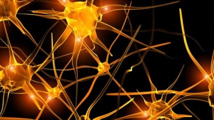 Ученые обнаружили нейроны, отвечающие за страх