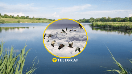 Возле водоемов может жить редкая птица