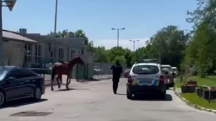 В Харькове сбежала лошадь - полицейские пытаются ее поймать (курьезное видео) 