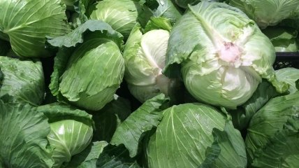 Не пропустіть час збирання врожаю капусти