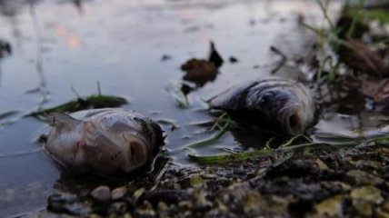 Неизвестное растение вызвало массовую гибель рыбы в водах Дуная