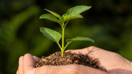 Деревья могут повредить фундамент и коммуникации