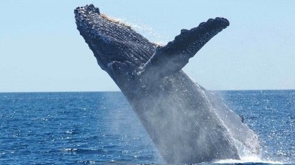 Значительное влияние на экосистемы: почему киты мигрируют в тропики