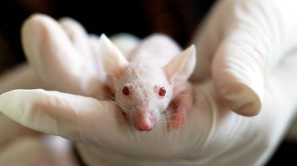 Эксперименты над животными: найден способ тестирования лекарств без "подопытных"