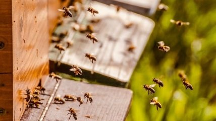 В Запорожской области в двух селах массово гибнут пчелы