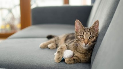 Котяча шерсть — ще та проблема під час прибирання