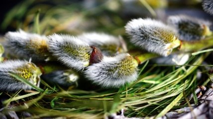 В цей день наші предки прикрашали оселі гілочками верби