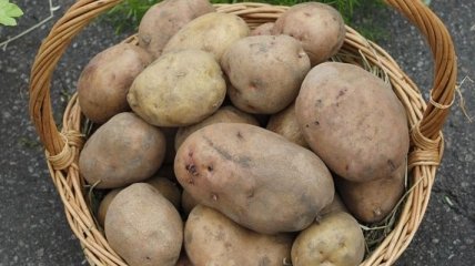 В Украине за год собрано 23 млн тонн картофеля