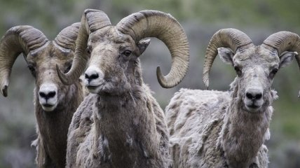 Самая старая сперма в мире была успешно применена для оплодотворения 34 овец