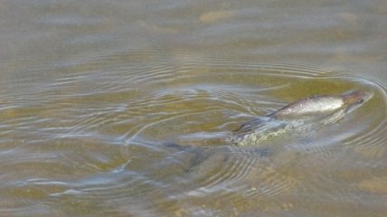 Заражена риба заповнила Кременчуцьке водосховище - чим вона небезпечна (відео)