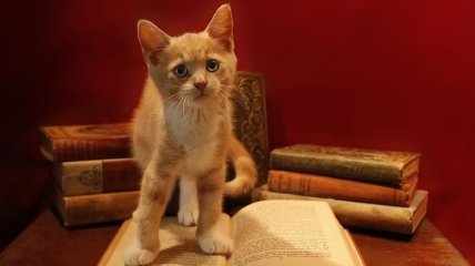 О кошках, о котах, о котятах: 12 лучших книг для детей