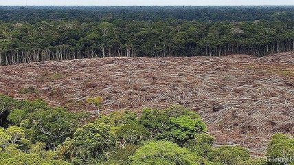 Ученый: Следующая пандемия может начаться в тропических лесах Амазонии