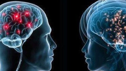 Ученые нашли различия между мужским и женским мозгом