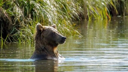 В Украине могут создать медвежий приют