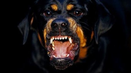 Самые агрессивные и опасные породы собак в мире (Фото)
