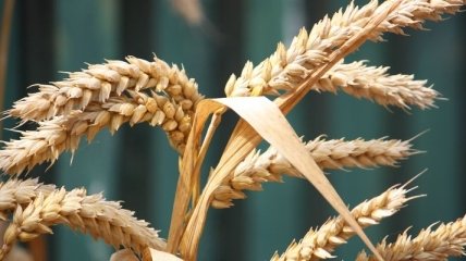 Экспорт пшеницы: Минэкономики и участники рынка согласовали предельные объемы