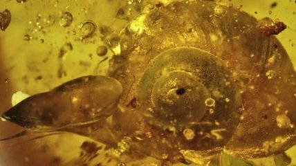 Ученые обнаружили в янтаре улитку возрастом почти 100 миллионов лет 