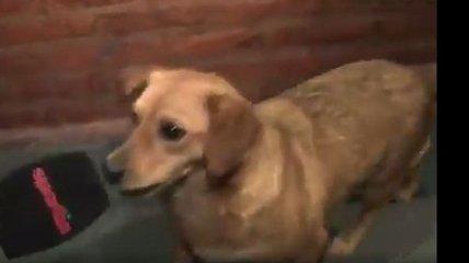 В Аргентине у выбежавшей на поле собаки хотели взять интервью (Видео)