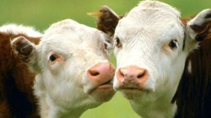 Умерла первая в мире клонированная корова 
