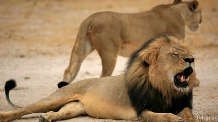 В Зимбабве убит знаменитый красавец-лев