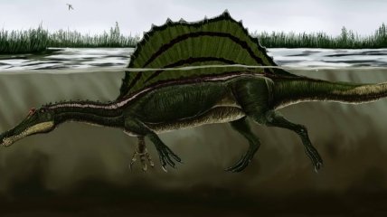 "Это открытие": спинозавры - самые древние крокодилоподобные динозавры