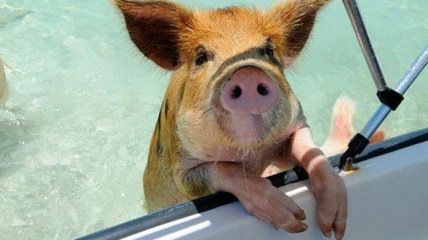 Настоящий рай для свиней: необычный остров  на Багамских островах (Фото)