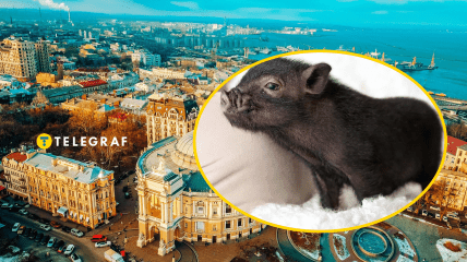 По Одесі на повідці гуляє поросятко