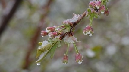 14 ноября - приметы и обряды в День Кузьмы и Демьяна