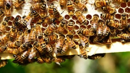 Пестициды пагубно влияют на мозг пчелиных малышей - исследование