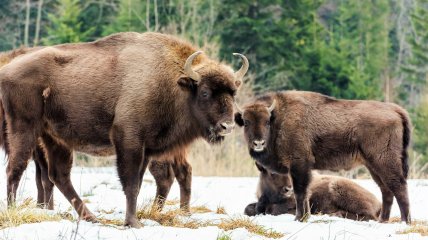 Родина зубрів