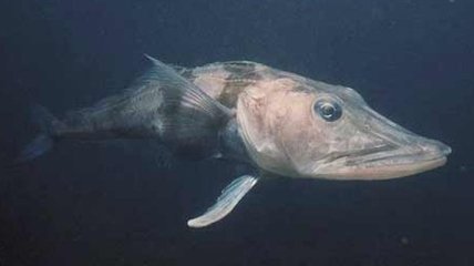 Антифриз вместо крови: ученые исследовали необычный вид рыб (Видео)