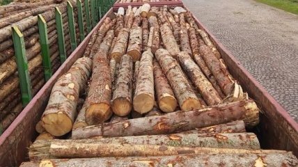 В Украине заработала система электронного учета древесины