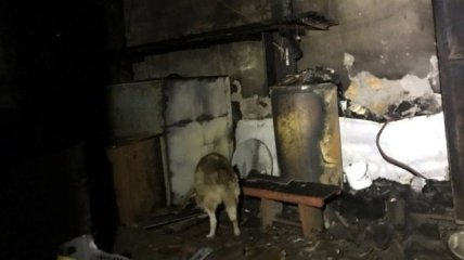 В Одессе горел приют для животных