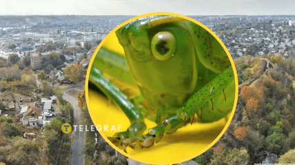 Такое насекомое, как правило, не увидишь дома/ Фото кузнечика: animalia.bio