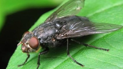 Ученые нашли останки мухи возрастом 90 млн лет