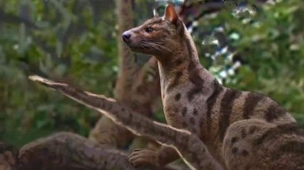 Ученые обнаружили в Африке новый вид древних хищников