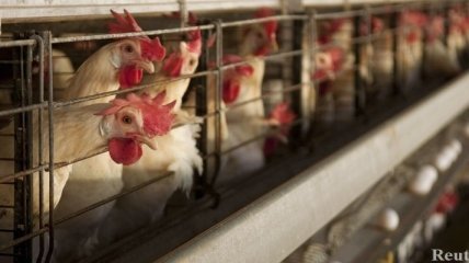 На птицефабрике в России погибли 500 тысяч кур 