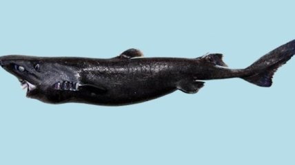 Ученые: найдена светящаяся "акула-ниндзя"
