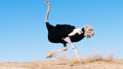 Ученые объяснили, зачем страусу четыре колена