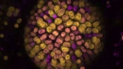 Ученые обнаружили у цианобактерий способность к "питанию" инфракрасным светом