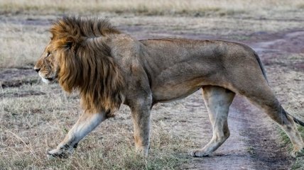 Отравили, расчленили и похитили части тел: в африканском заповеднике убили прайд уникальных львов