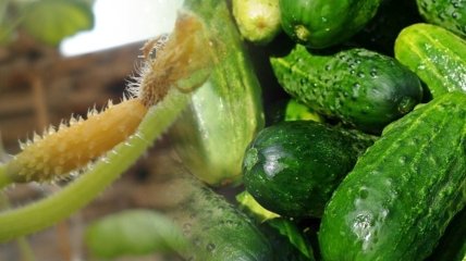 Огірки – дуже поширений для вирощування овоч