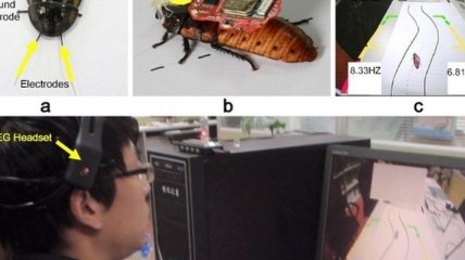 Китайские студенты научились управлять движениями тараканов 