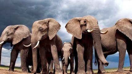 В Зимбабве слон затоптал немецкую туристку