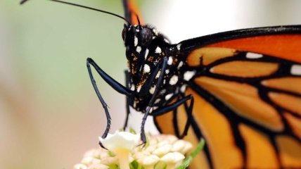 Стала известна причина массового вымирания бабочек-монархов