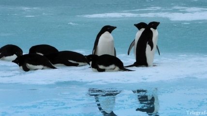 Почему пингвины охотятся днем