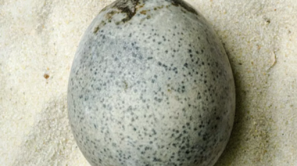 Старейшее целое яйцо со времен Римской империи
